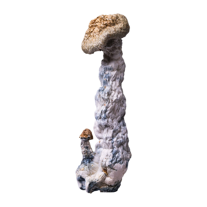 Magic Mushrooms