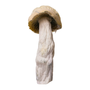 Albino Nanook | Magic Mushrooms | Ounce
