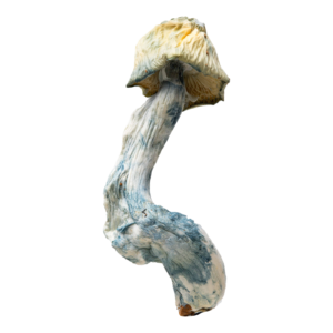 Bluey Vuitton | Magic Mushrooms | Ounce