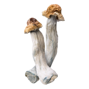 Cosmic Rider | Magic Mushrooms | Ounce