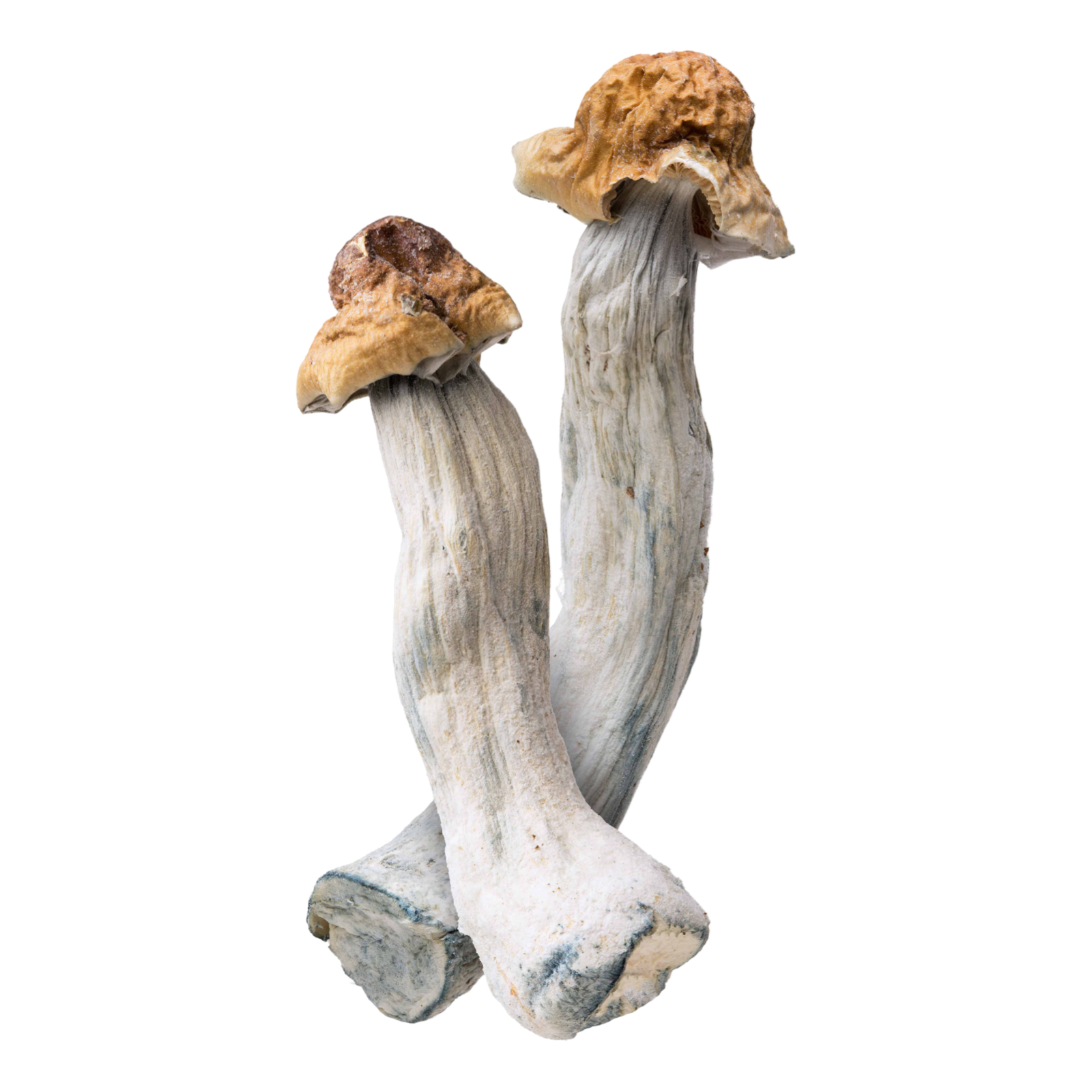 Cosmic Rider | Magic Mushrooms | Ounce