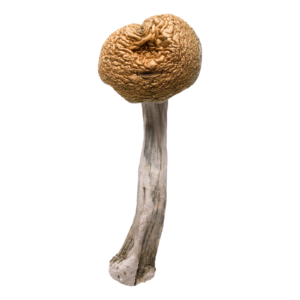 Golden Teachers | Magic Mushrooms | 3.5