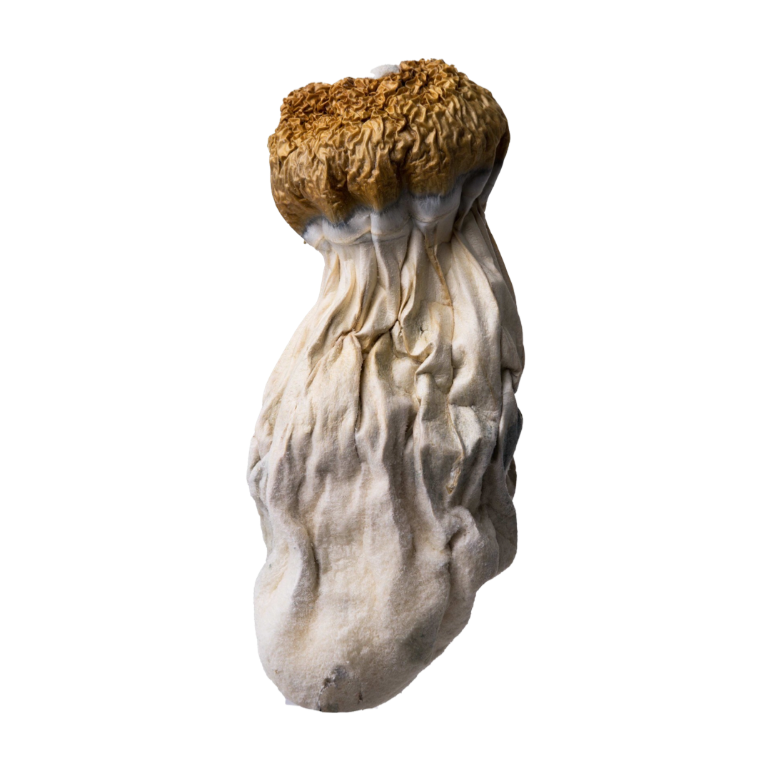 Hillbilly | Magic Mushrooms | 1 Ounce