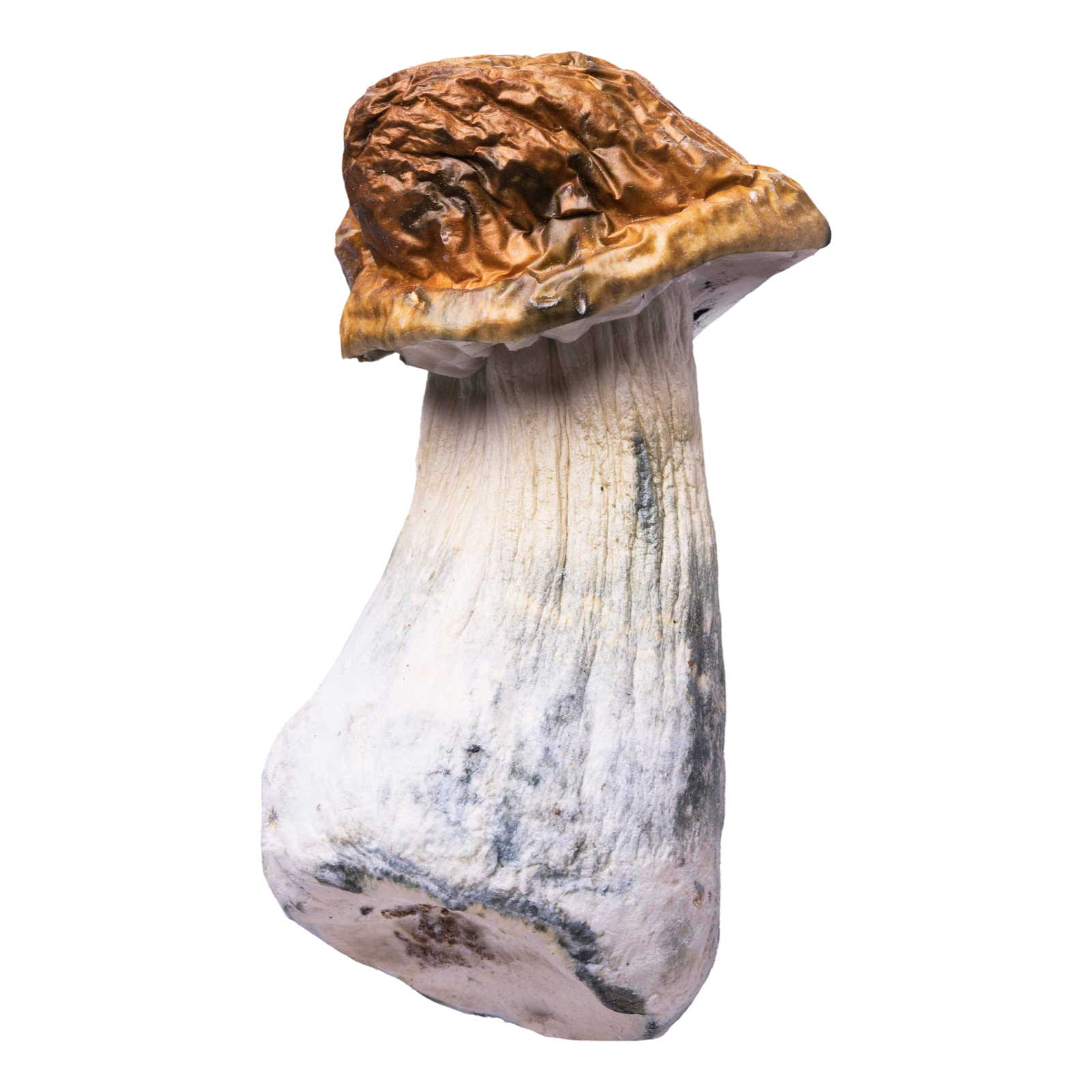 Penis Envy | Magic Mushrooms | Ounce